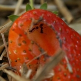 Mravi na jagodama - kako ih se riješiti